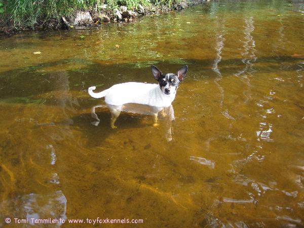 Coco on tullut järveen kahlaamaan ihan omasta tahdosta useiden aikaisempien houkuttelu kertojen jälkeen.