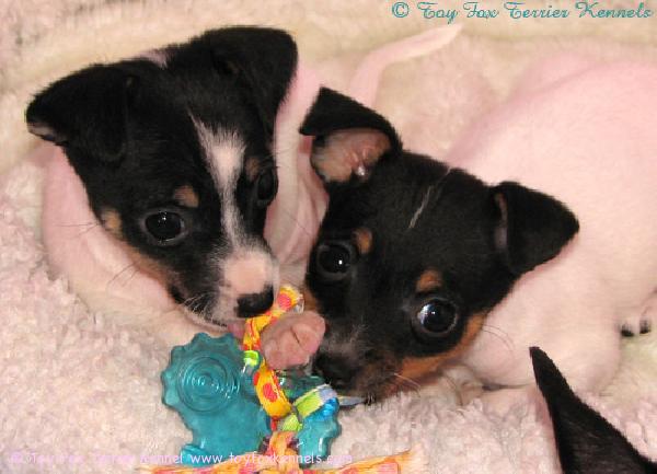 DC ja Hani söpöilee