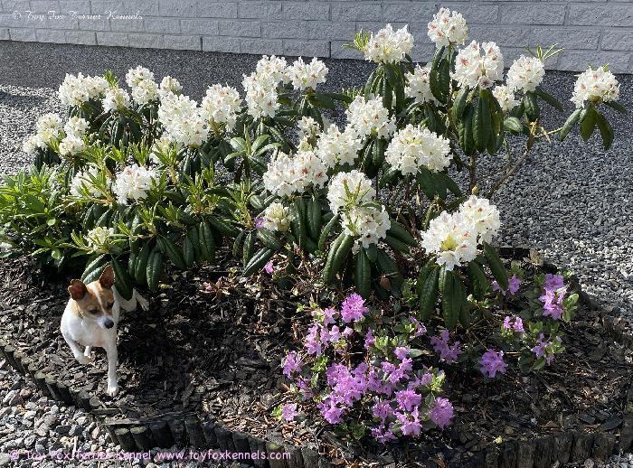 Pam nauttii alkukesän auringosta!

Kesä on saapunut myös Toy Fox Terrier Kenneliin. Kuvassa Pam viettää aurinkoista alkukesän päivää kukkivien alppiruusujen keskellä. Valkoiset ja violetit kukat muodostavat kauniin taustan tälle iloiselle amerikankääpiöterrierille, joka näyttää viihtyvän puutarhan rauhassa erinomaisesti.

Alkukesä on yksi vuoden kauneimmista ajoista, ja tällaisina päivinä on helppo pysähtyä hetkeksi nauttimaan auringosta, kukkien loistosta ja koirien seurasta.