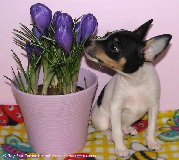 'PR' Dunkel's Snoopy Tex aka Pablo pääsiäistunnelmissa