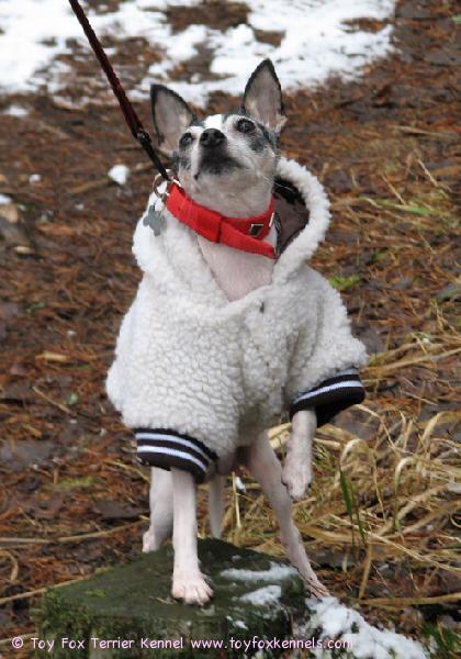 Nugget hienossa talvipompassaan, SATHY Kevätkävelyllä 2008