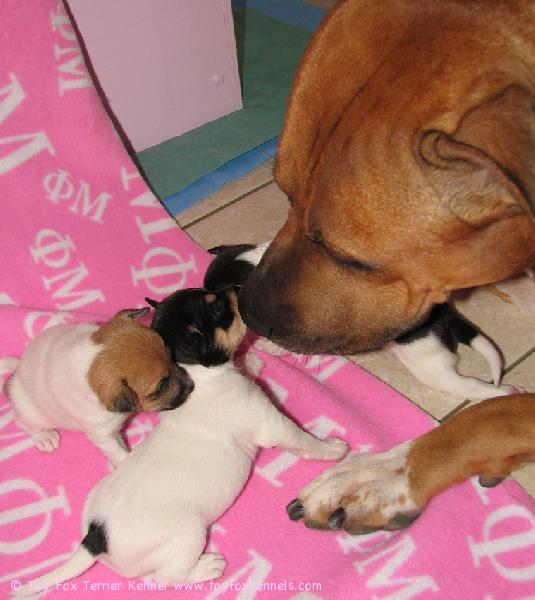 Pingo-setä paapoo Bugglen pieniä pentuja :o)