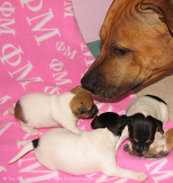 Pingo-setä paapoo Bugglen pieniä pentuja :o)