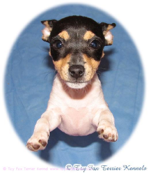 'PR' Dunkel's Toy Sugar hurjassa hypyssä! :o)