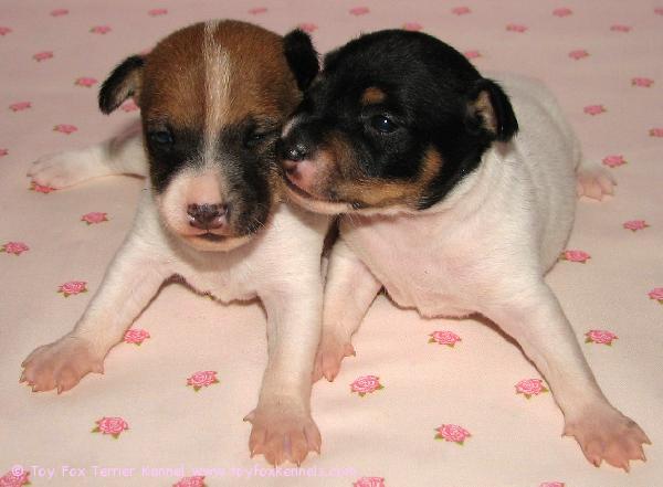 Pikky leidit eli Lady Rocket ja Lady Radmilla