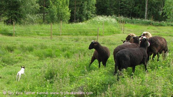 Amerikankääpiöterrieri ja suomenlampaita.