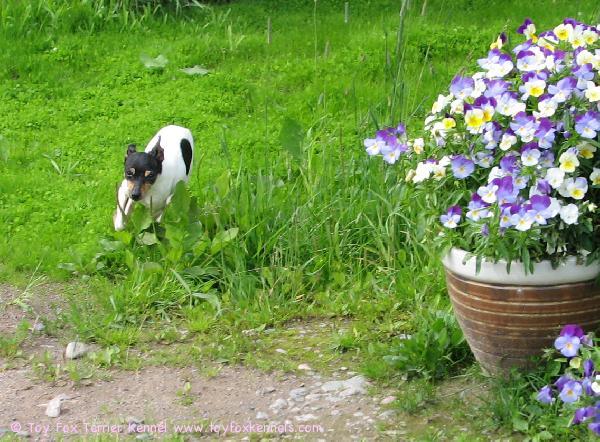 Cookiella on vauhti päällä!