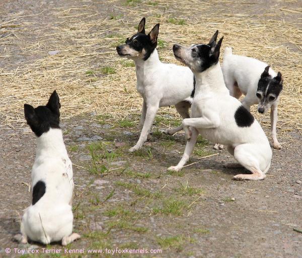 Amerikankääpiöterriereitä.
