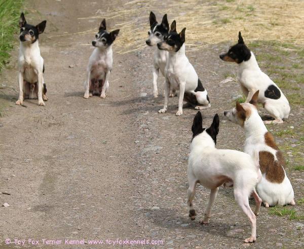 Toy Fox Terrier Kennelin koiria kesäfiiliksissä.