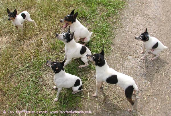 Amerikankääpiöterriereitä.