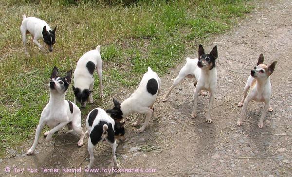 TFT-possea kesäfiilareissa.