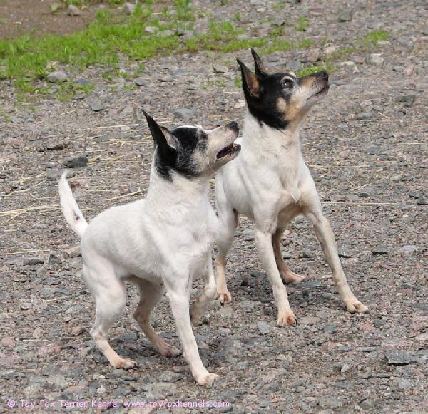 Tarkkana kuin porkkana.