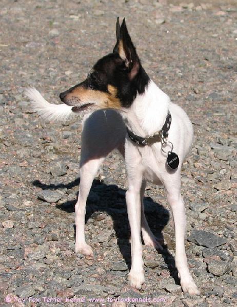 Hessu katselee tarkkana.