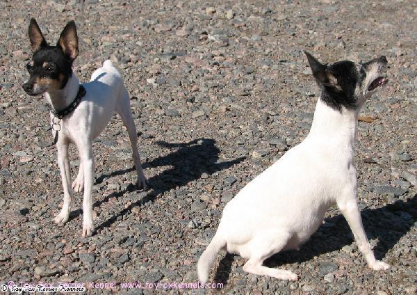 Hessu (vasemmalla) ja A.Pirkkalainen & masukka (oikealla).