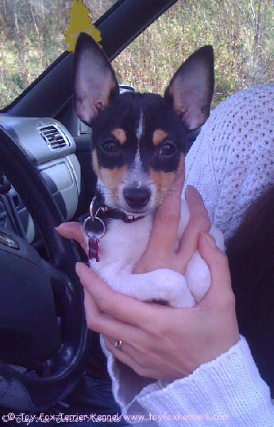 Chaos kyläilemässä.