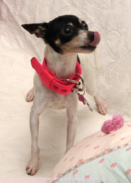 'PR' Dunkel's Safran aka Sissi