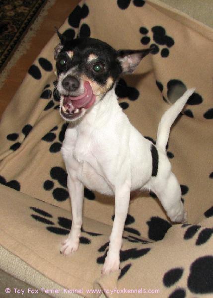 'PR' Dunkel's Safran aka Sissi