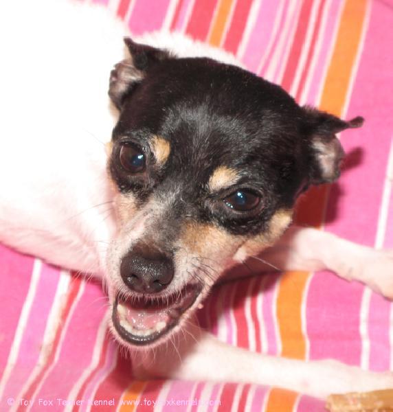 'PR' Dunkel's Safran aka Sissi natustaa hampaanhoitoluuta