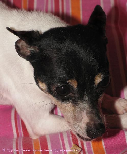 'PR' Dunkel's Safran aka Sissi natustaa hampaanhoitoluuta