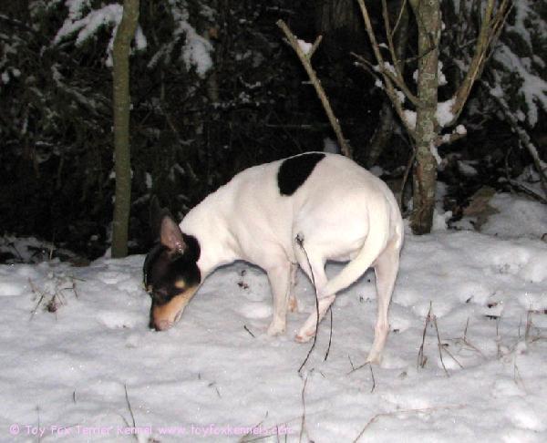 Ensilumi 2008! Roope haistelee ja ihmettelee...