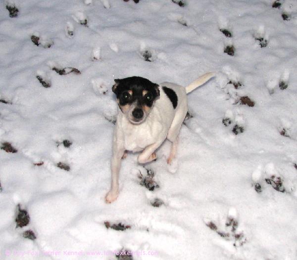 Ensilumi 2008! Sissi keekoilee lumessa.