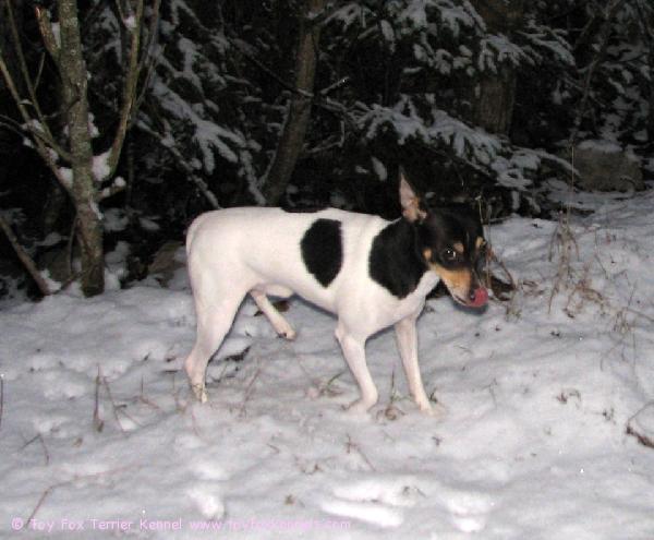 Ensilumi 2008! Roope maistelee lunta.