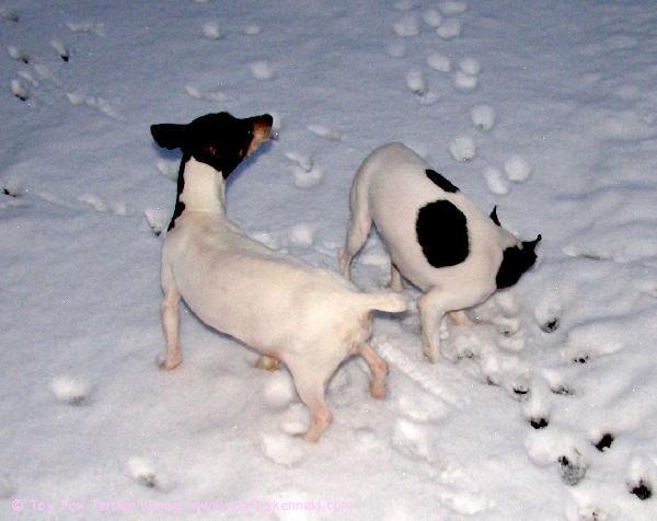 Ensilumi 2008! Lady Patti ja Roope lumessa.