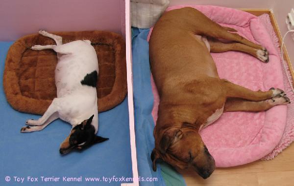 Oppa & Pingo ottaa rennosti :o)