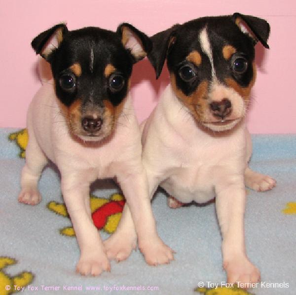 Veljekset kuin ilvekset! :o)