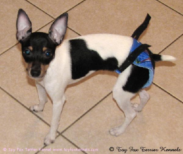 'PR' Dunkel's Valhalla Ridge Zorro aka Tollo 13.2.2009.