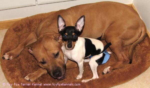 Tollo ja paras kaverinsa Frisco.