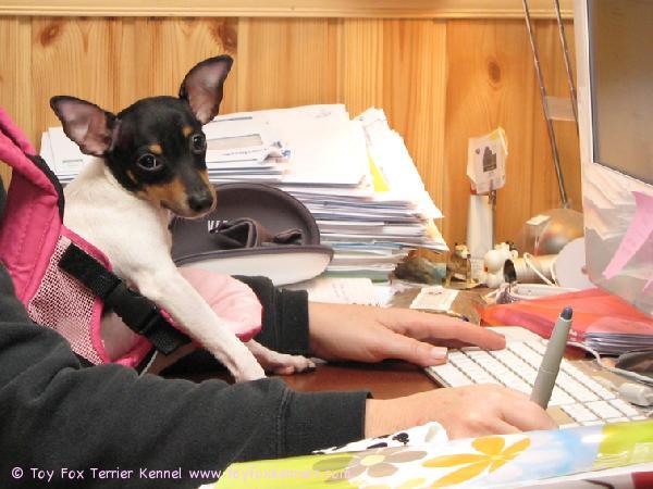 'PR' Dunkel's Zorro aka Tollo tietokoneella mamman kanssa.