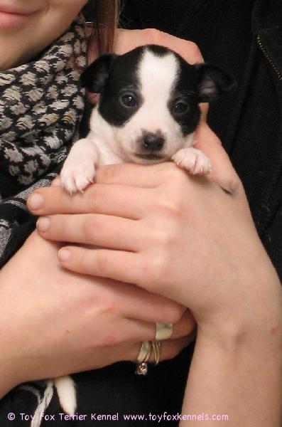 'PR' Dunkel's Black Inky oman omistajan sylissä vierailupäivänä.