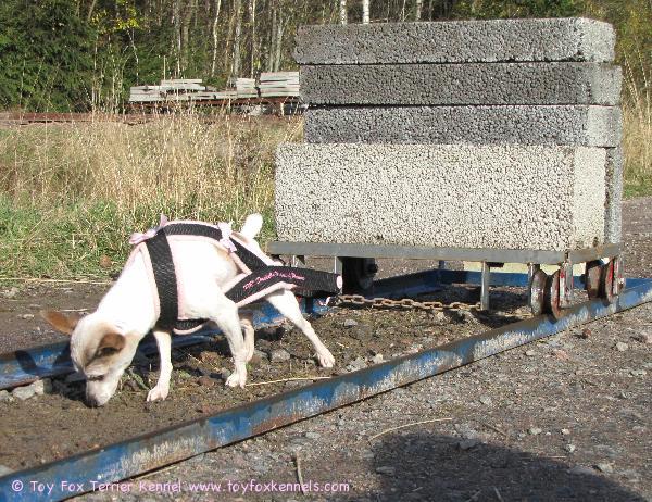 'PR' Dunkel's Pipari of Phoenix, Taakanvedon Pohjoismaiden Mestari 2009.