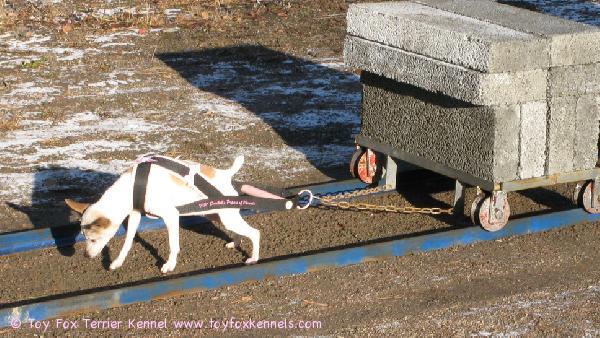 'PR' Dunkel's Pipari of Phoenix: Suomen Mestari Taakanvedossa sekä Best In Show, SATHY Superkisat 2009.