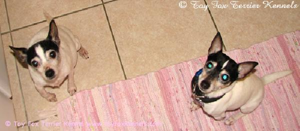 Nugget ja vieraileva herrasmies Dali.