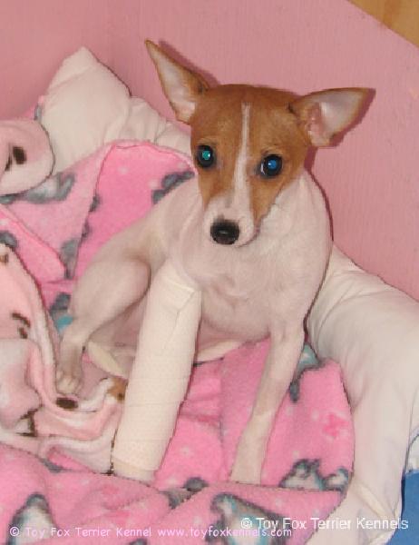 Sairaslomalainen & kyläilijä Bambi.