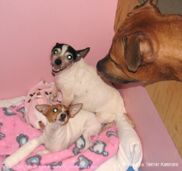 Nugget ja Bambi sekä 