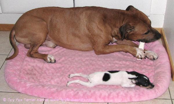 Pikkumies Sammakko... eikun ZIPPI! :o) Luuta natustamassa Pingo.