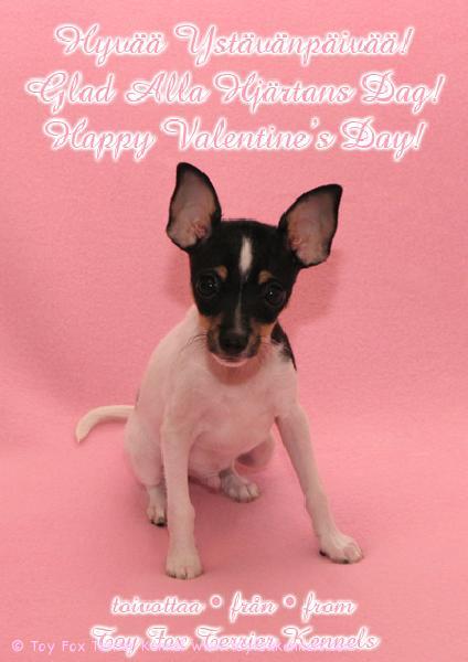 Valentine Toy Fox Terrier