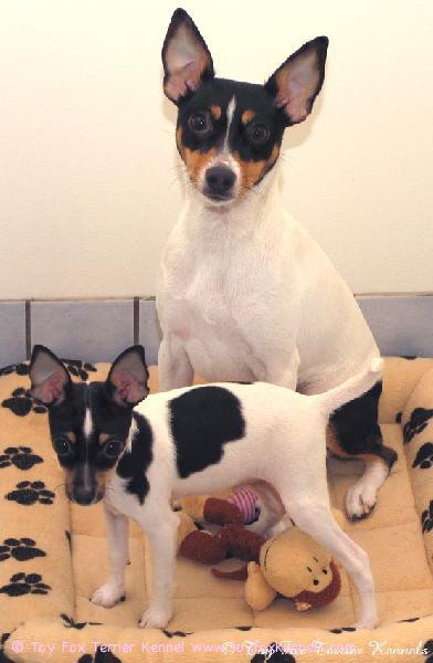 'PR' Dunkel's Bunny aka Helmi (takana) sekä 'PR' Dunkel's Zippidee Doo Dah aka Zippi (edessä).