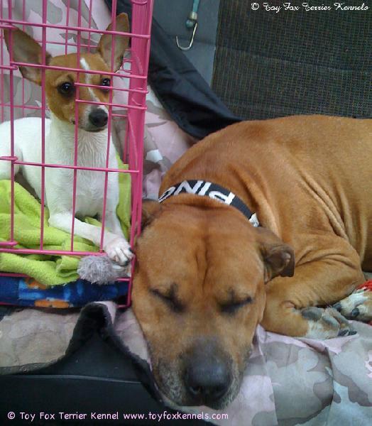 Osku ja Pingo matkustaa takapenkillä.