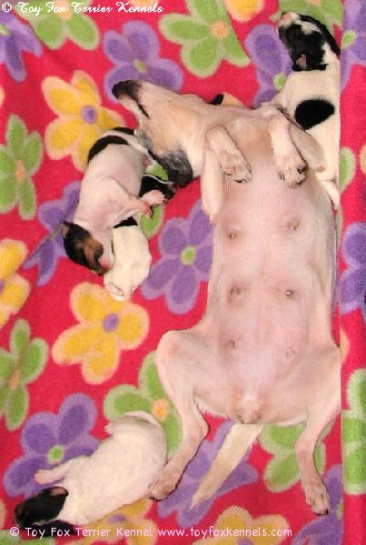 Nugget ja pennut. On tärkeää osata ottaa myös lunkisti, tuumaa emo Nugget. :o)