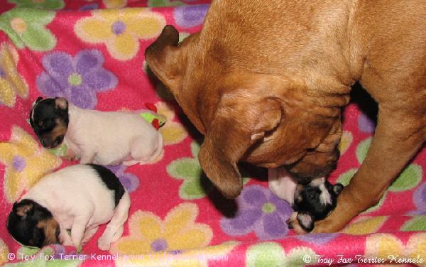 Frisco-nanny putsailee Nuggetin pentuja aina kun siihen suodaan mahdollisuus. :o)