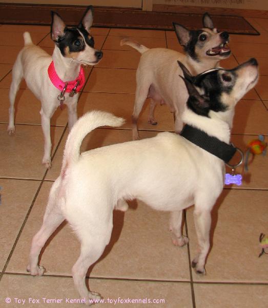 Hiiriä jahtaamassa Munkki, Nugget ja Dali