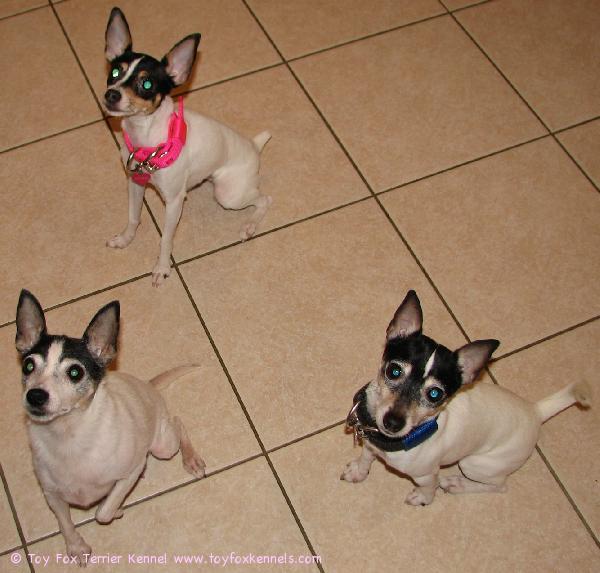 Tarkkana kuin porkkana... Munkki, Nugget ja Dali