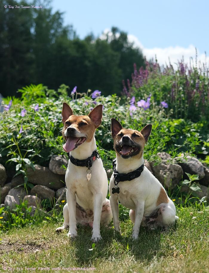 Kesäpojat Dunkel‘s Paco Nappo aka Mortti sekä täysveljensä Dunkel‘s Pepe Nantus aka Vertti.