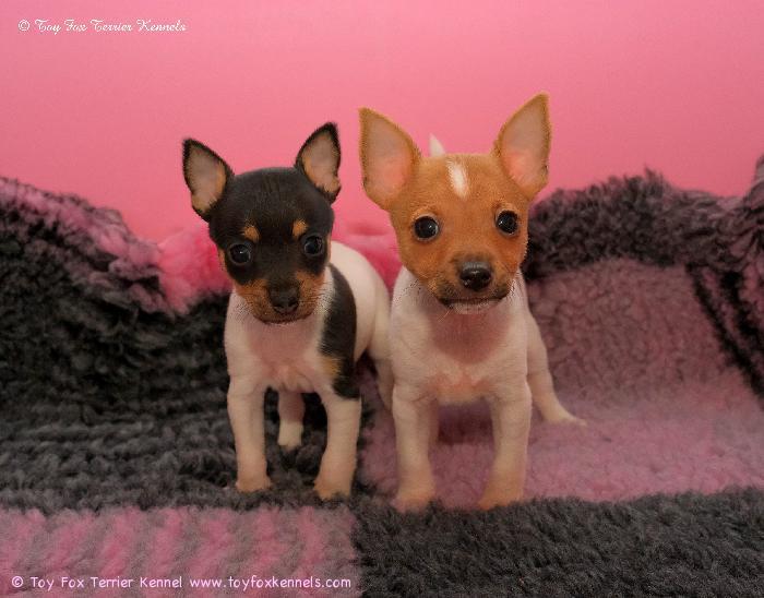 Maailman söpöimmät pojat, 