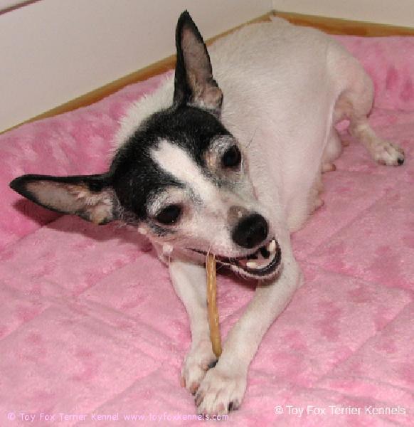 Nugget purutikun lumoissa