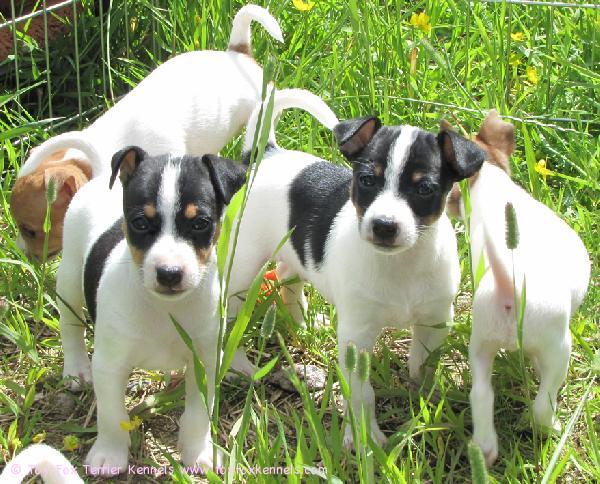 Oppa & Mocca -pennut nauttivat auringosta kesäkuussa 2010.